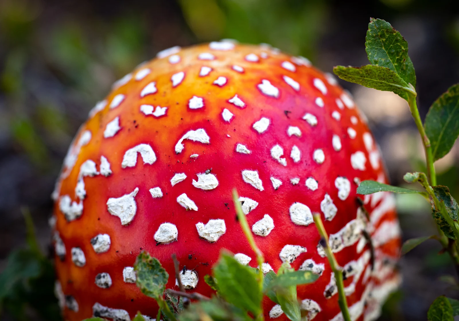 A real red Amanita muscaria fruiting body with white veil remnants on a forest floor.