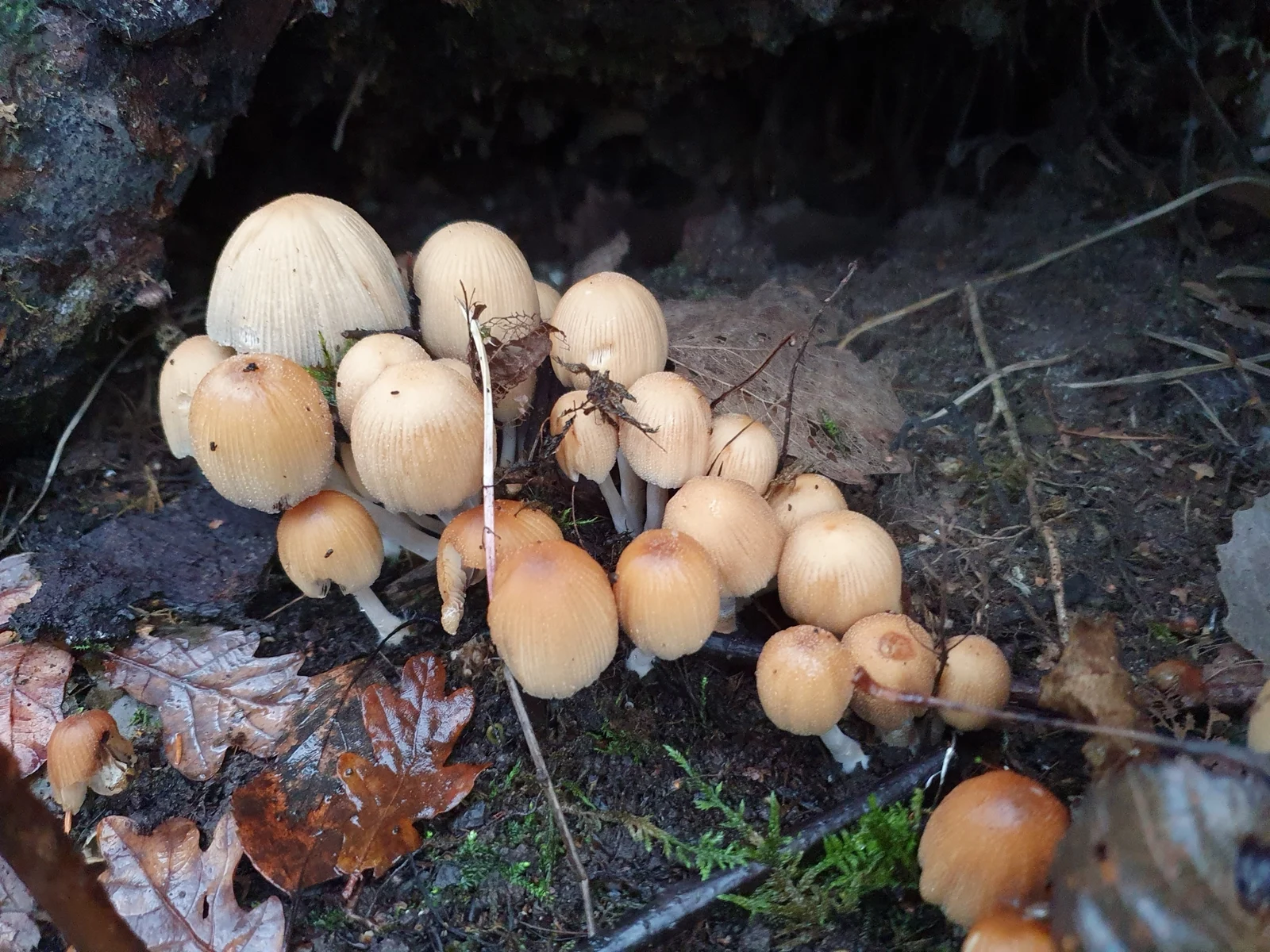 Real Coprinellus micaceus fruiting bodies clustered beside wood.