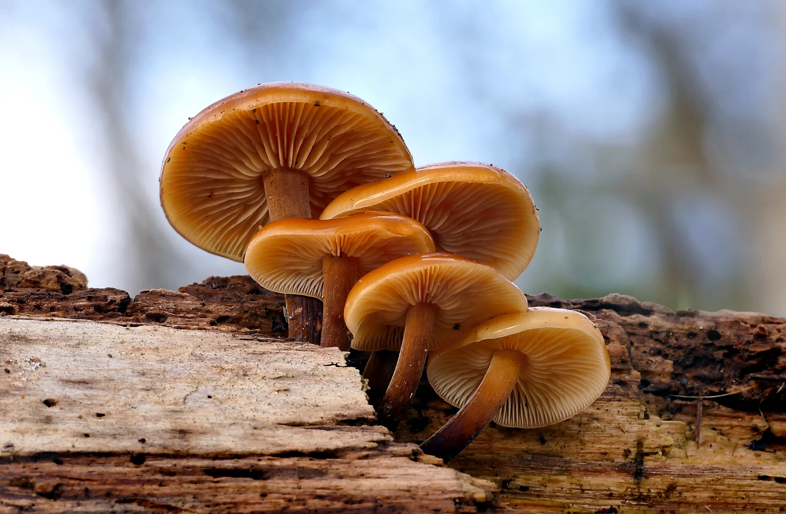 Real golden Flammulina velutipes fruiting bodies clustered on wood.