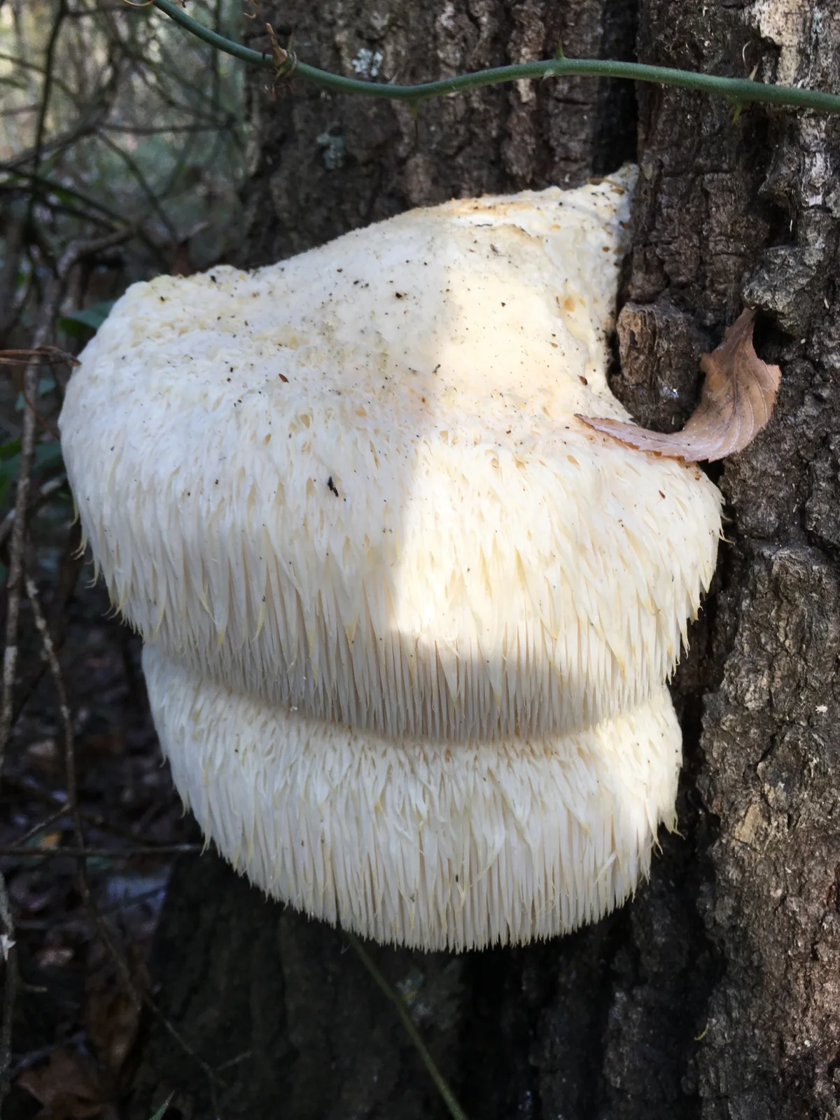 A real Hericium erinaceus lion's mane fungus growing from a tree trunk.