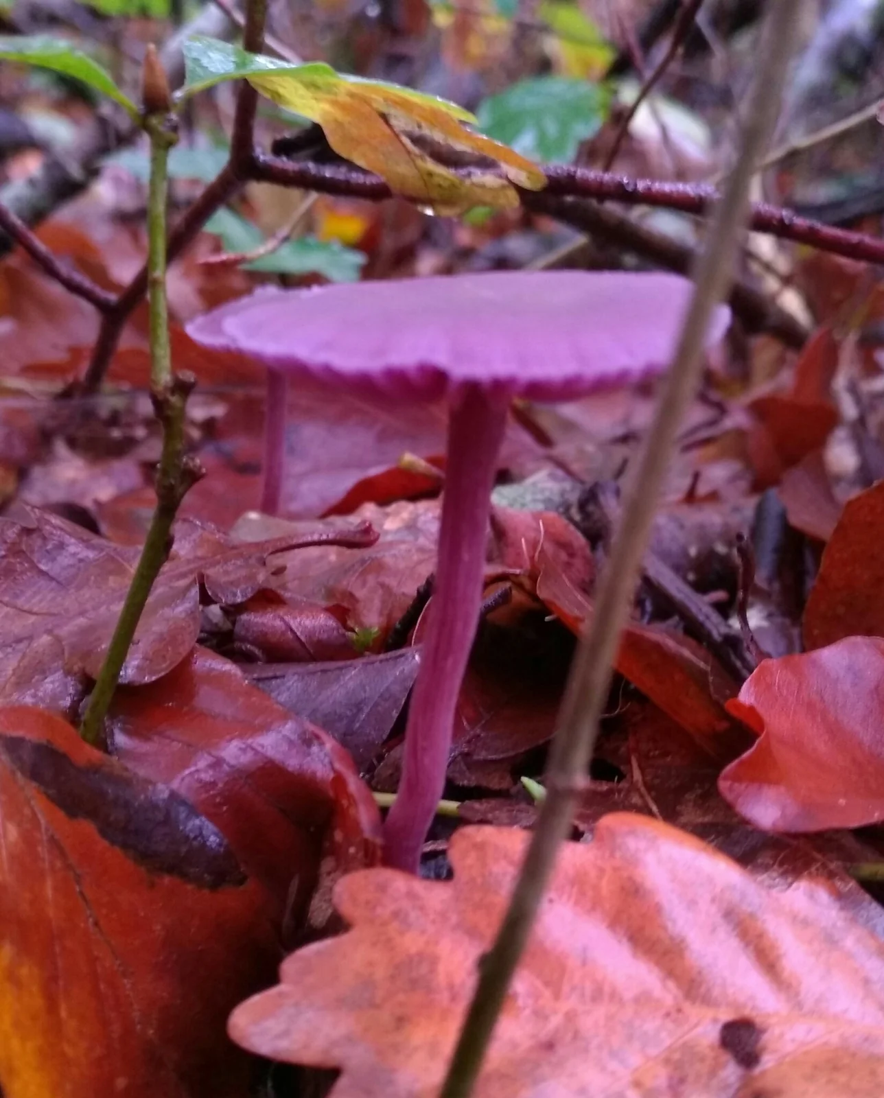 A real violet Laccaria amethystina mushroom growing among autumn leaf litter.