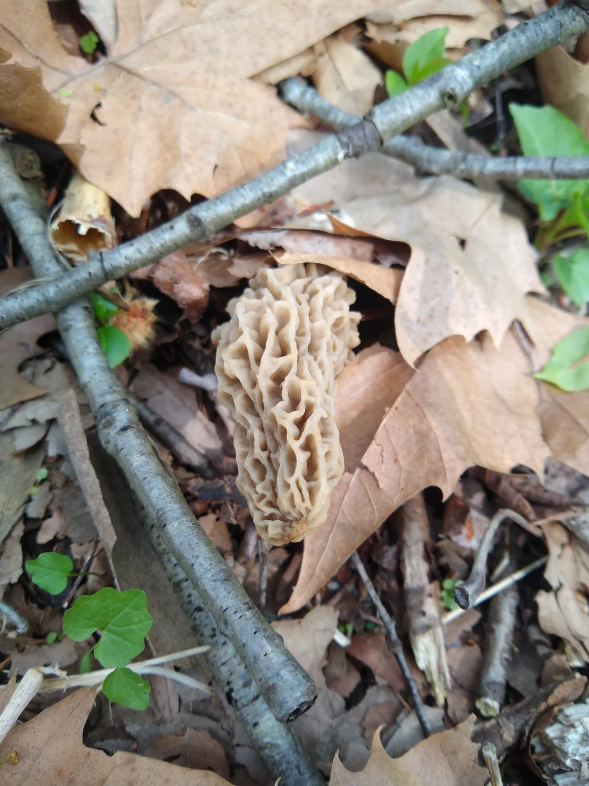 A real Morchella esculenta morel showing its deeply reticulated cap.