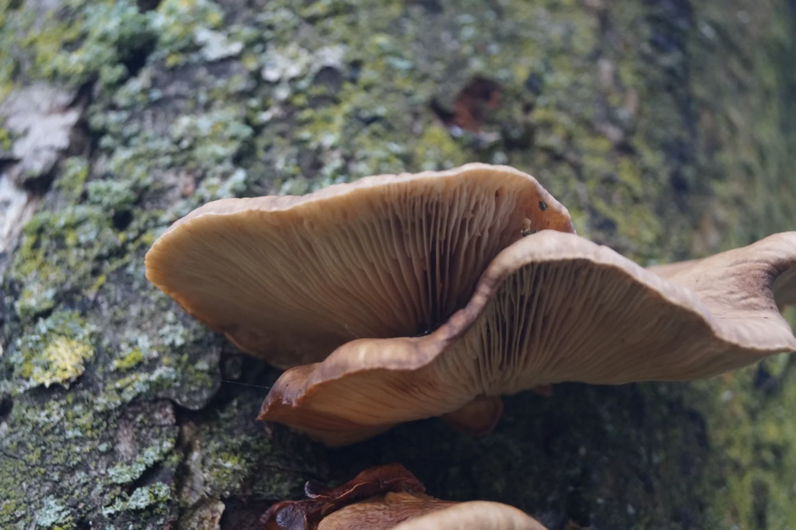 A real cluster of Pleurotus ostreatus oyster mushrooms growing from wood.