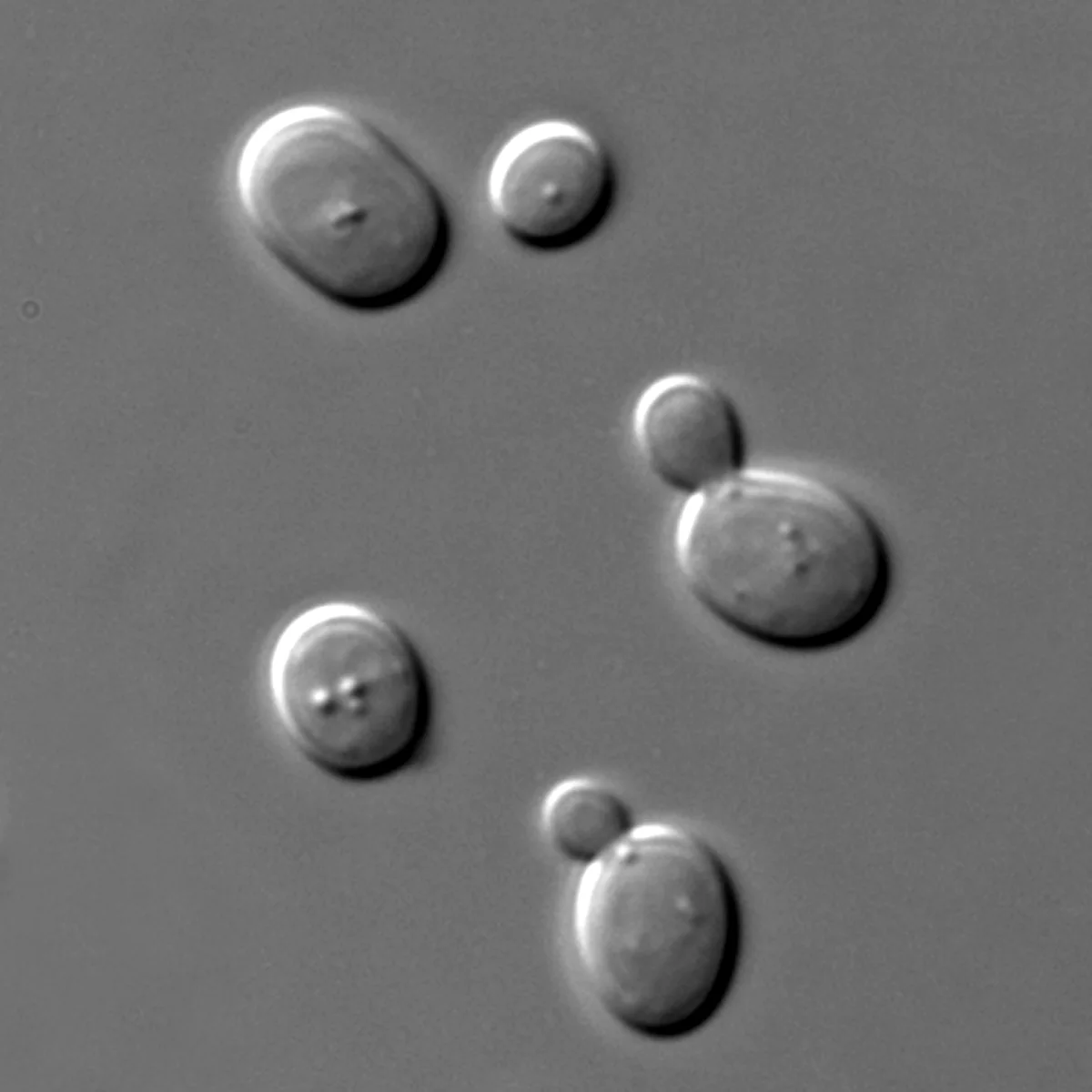 A real differential-interference-contrast micrograph of Saccharomyces cerevisiae cells.