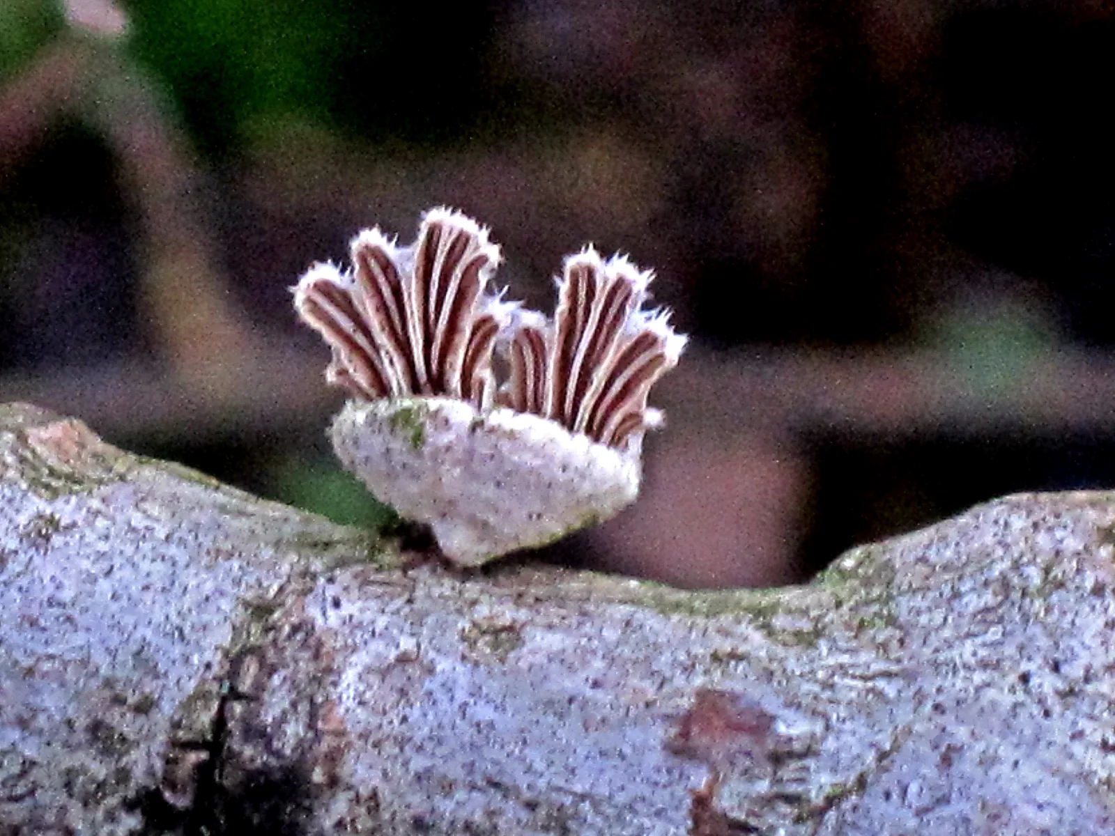 A real group of Schizophyllum commune split-gill fungi on decaying wood.