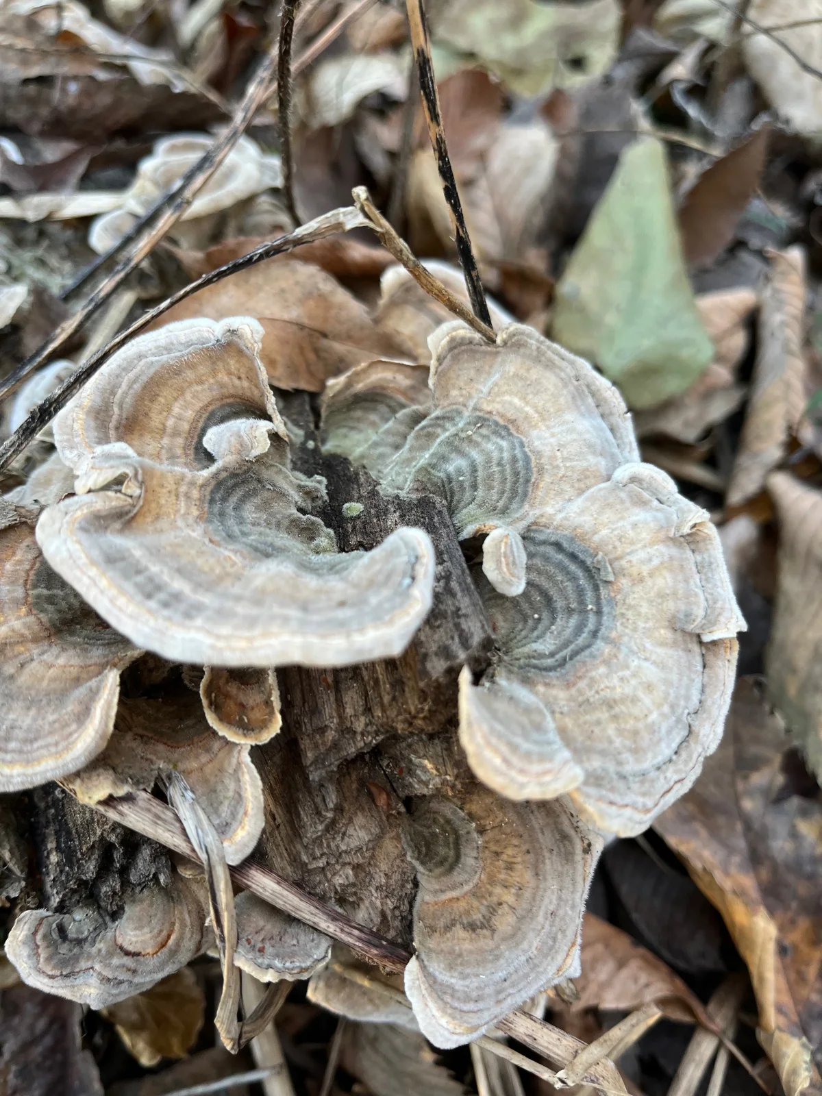 Real Trametes versicolor turkey-tail brackets with concentric color bands.